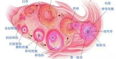 得了重度宫颈糜烂,用光波治疗是否会影响生育